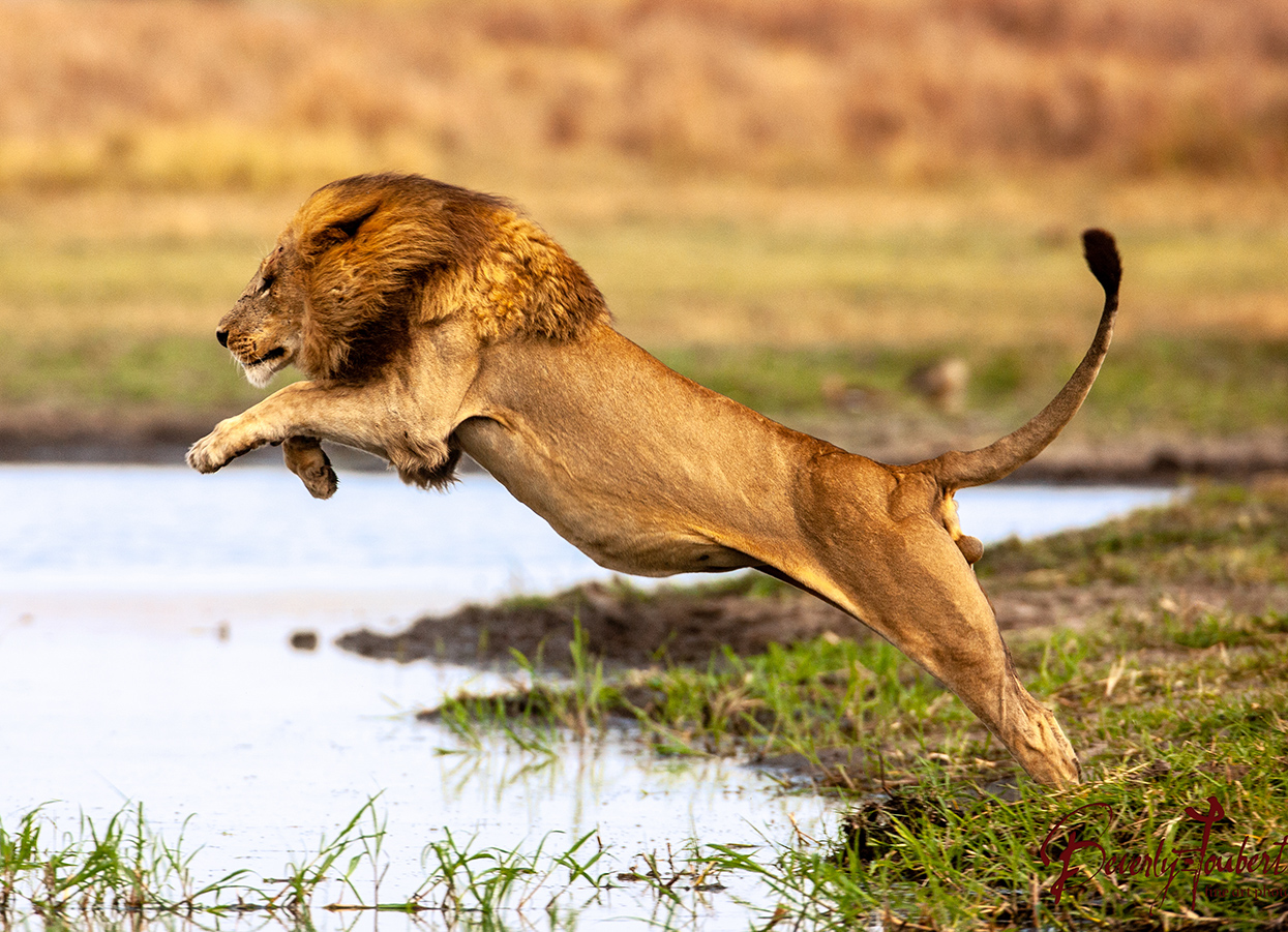 trailblazers-lion