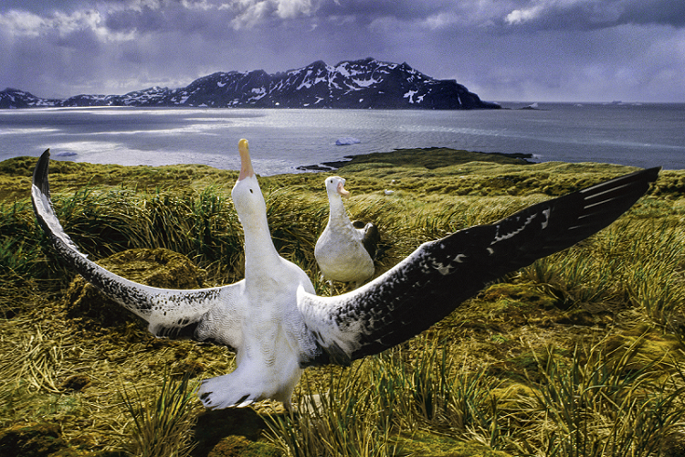 Two gulls stand in a grassy field front of a body of water and snow-capped mountains