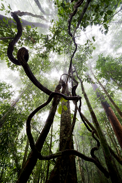 Looking Upward in Borneo Rainforest