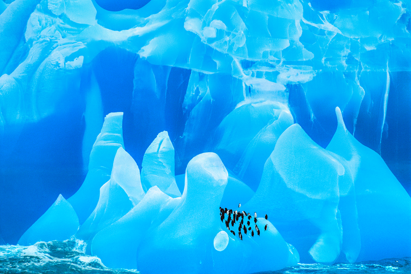 A group of penguins stands on a blue, jagged iceberg with dramatic ice formations in the background, arranged as if ready for a Kansas City Performing Arts showcase.